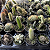 Cactos Variados Pote 6 (15 Unidades) - Imagem 1
