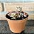 Sedum Bronze Pote 11 - Imagem 2