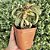 Euphorbia Francoisii - Pote 12 - Imagem 3