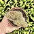 Opuntia Pycnantha Pote 11 - Imagem 2