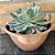 Echeveria Raindrops Cuia 21 - Imagem 2