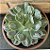 Echeveria Raindrops Cuia 21 - Imagem 1