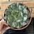 Echeveria Raindrops Cuia 21 - Imagem 3