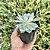Echeveria Blue Bird Pote 9 - Imagem 2