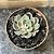 Echeveria Colorshift Variegata Pote 11 - Imagem 1