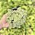 Sedum Makinoi Variegata Cuia 13 - Imagem 1