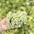 Sedum Makinoi Variegata Cuia 13 - Imagem 3