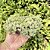 Sedum Makinoi Variegata Cuia 13 - Imagem 2