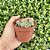 Crassula Ivory Pagoda Pote 9 - Imagem 2