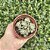 Crassula Ivory Pagoda Pote 9 - Imagem 3