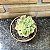 Echeveria Fantome Variegata Pote 11 - Imagem 1