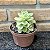 Echeveria Fantome Variegata Pote 11 - Imagem 2