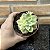 Echeveria Fantome Variegata Pote 11 - Imagem 3