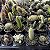 Cactos Variados Pote 6 (60 Unidades) - Imagem 2