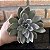 Echeveria Silver Queen pote 11 - Imagem 3