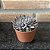 Graptoveria Rusby Pote 8 - Imagem 2