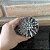 Graptoveria Rusby Pote 8 - Imagem 1