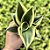 Sansevieria Trifasciata Jade Dwarf Marginated Pote 11 - Imagem 1