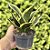 Sansevieria Trifasciata Jade Dwarf Marginated Pote 11 - Imagem 2