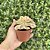 Aeonium Sunburst Pote 9 - Imagem 2