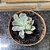 Echeveria Angel Variegata Pote 11 - Imagem 1