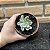 Echeveria Angel Variegata Pote 11 - Imagem 3