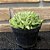 Haworthia Turgida Pote 11 - Imagem 2