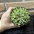 Haworthia Turgida Pote 11 - Imagem 3