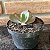 Echeveria Diamond State Reversa Pote 9 - Imagem 2