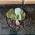 Echeveria Diamond State Reversa Pote 9 - Imagem 1