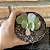 Echeveria Diamond State Reversa Pote 9 - Imagem 3