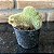 Cleistocactus winteri f. cristata (Rabo de Gato cristata ) pote 8 - Imagem 1