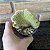 Cleistocactus winteri f. cristata (Rabo de Gato cristata ) pote 8 - Imagem 3