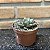 Echeveria Monocerotis Pote 9 - Imagem 2