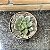 Echeveria Monocerotis Pote 9 - Imagem 1