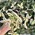Tradescantia Fluminensis Variegata (lambari Variegata) - Cuia 13 - Imagem 2