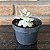 Graptopetalum Victor Kane Variegata Pote 9 - Imagem 2