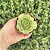Aeonium Lily Pad Pote 9 - Imagem 1