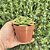 Aeonium Lily Pad Pote 9 - Imagem 2