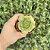 Aeonium Lily Pad Pote 9 - Imagem 3