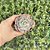 Echeveria Beyonce - Pote 9 - Imagem 3