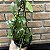 Hoya Carnosa - Pote 15 - Imagem 3