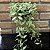 Dischidia Oiantha variegata - cuia13 - Imagem 1