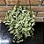 Dischidia Oiantha variegata - cuia13 - Imagem 2