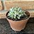 Echeveria Winds Of Change Variegata - Pote 11 - Imagem 1