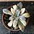 Echeveria Carnicolor Variegata Pote 9 - Imagem 1