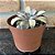Echeveria Carnicolor Variegata Pote 9 - Imagem 2