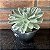 Echeveria Lemon Lime Variegata Pote 9 - Imagem 2