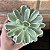 Echeveria Lemon Lime Variegata Pote 9 - Imagem 3