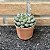 Haworthia Mirror Ball Pote 9 - Imagem 2